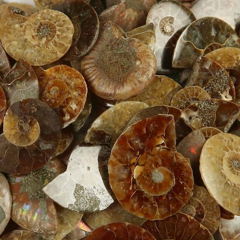cut and polished ammonites