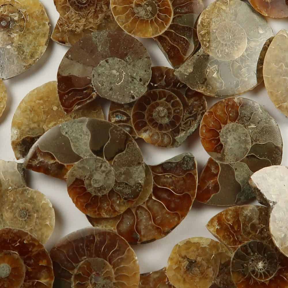 cut and polished ammonites