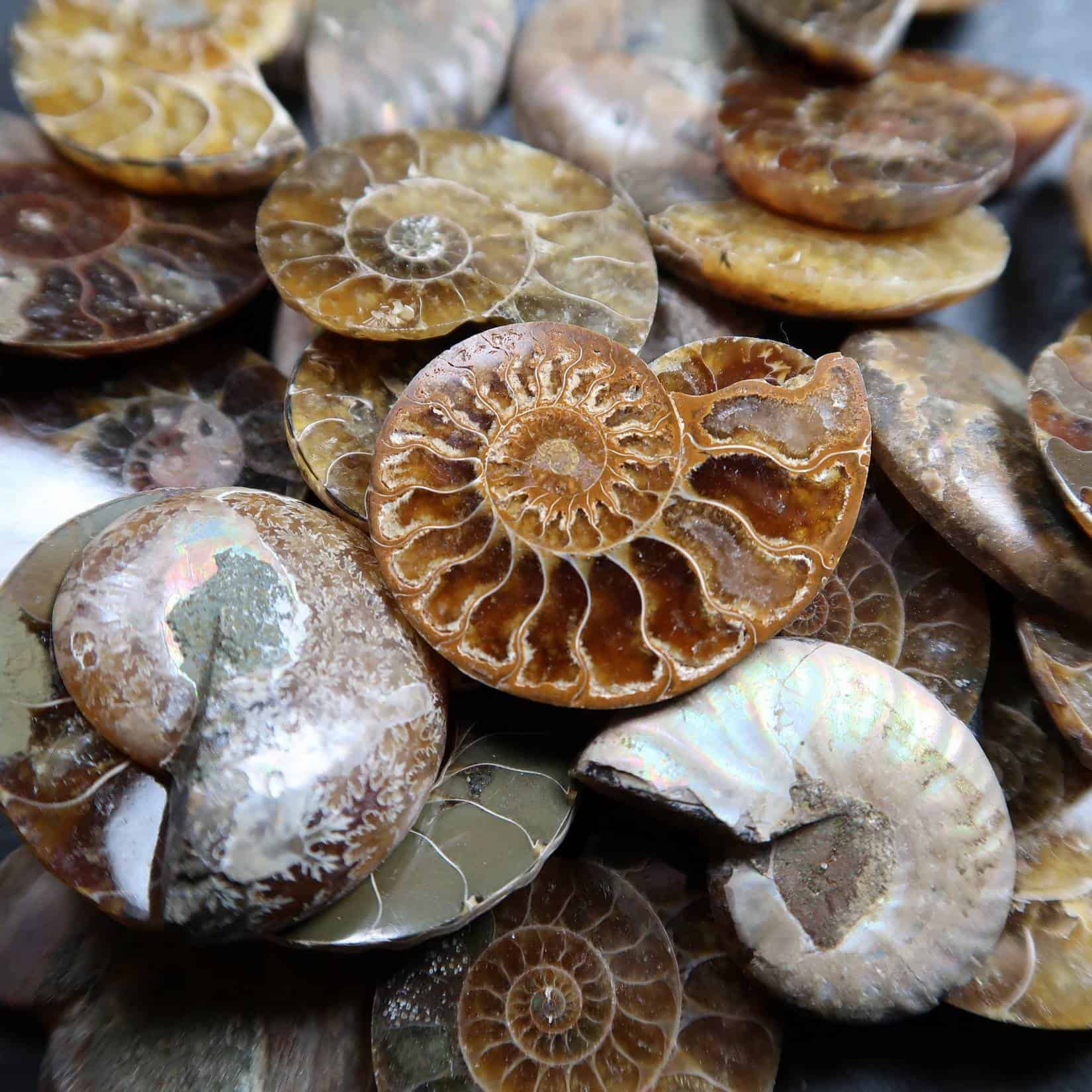 Ammonite Vs Nautilus Fossil - Store requires up 1 to 2 business days to ...