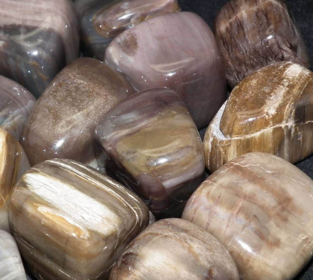 petrified wood tumblestones