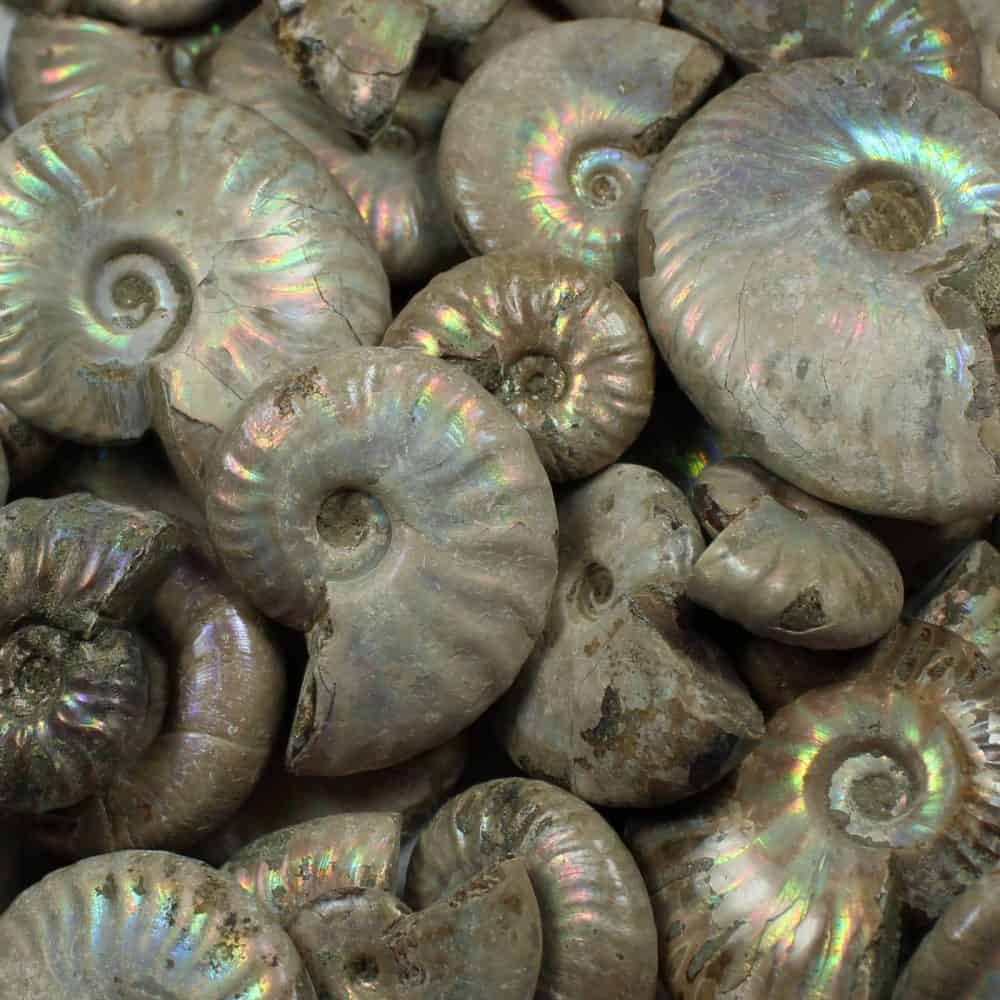 iridescent ammonites