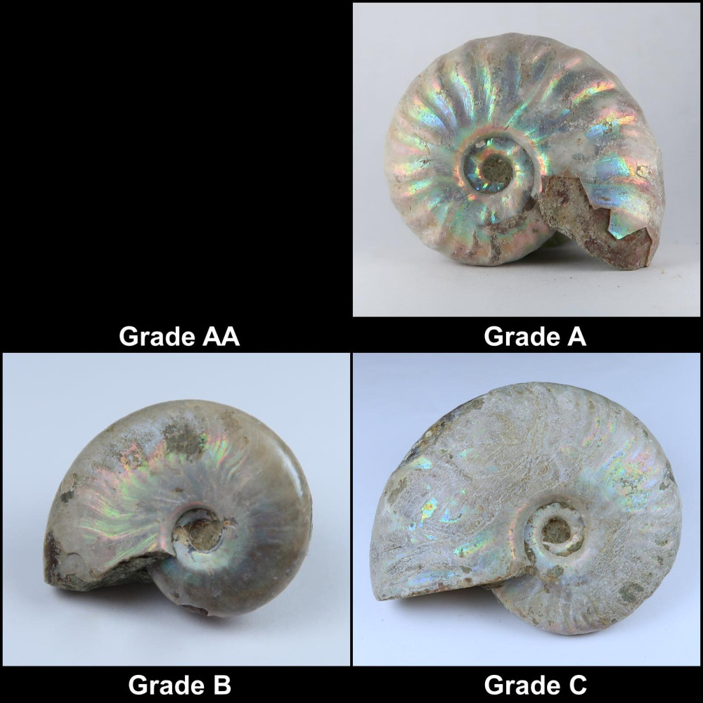 iridescent ammonites