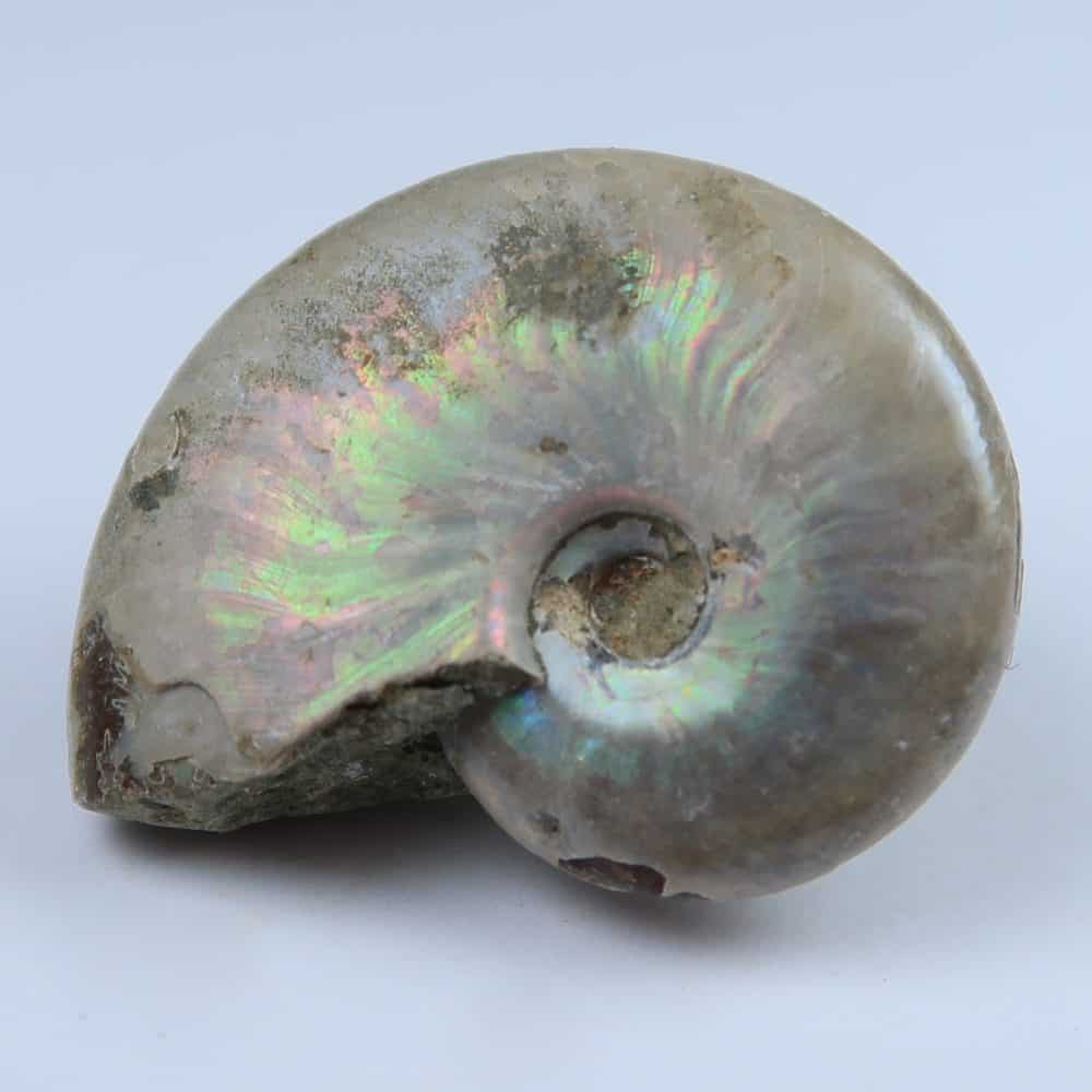 iridescent ammonites from madagascar 2