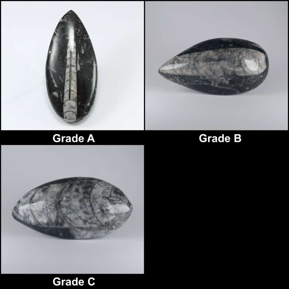 polished orthoceras fossils