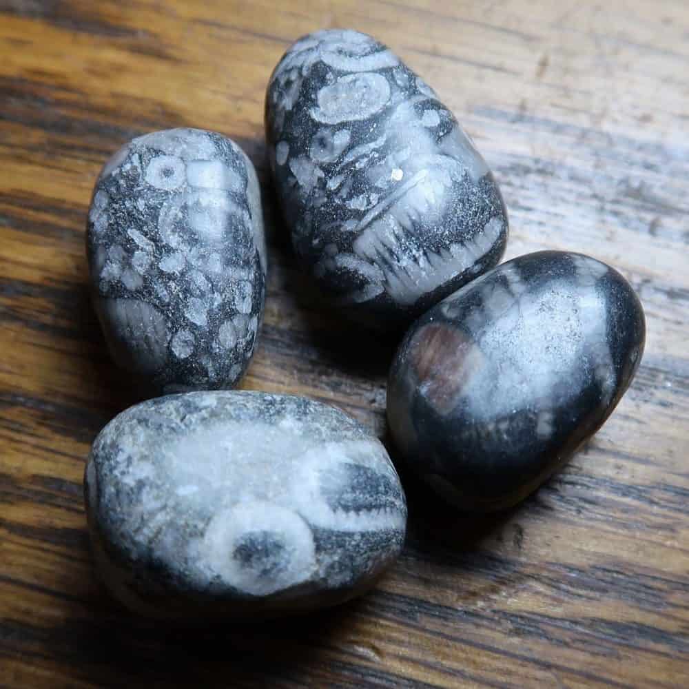 fossil crinoidal limestone tumblestones