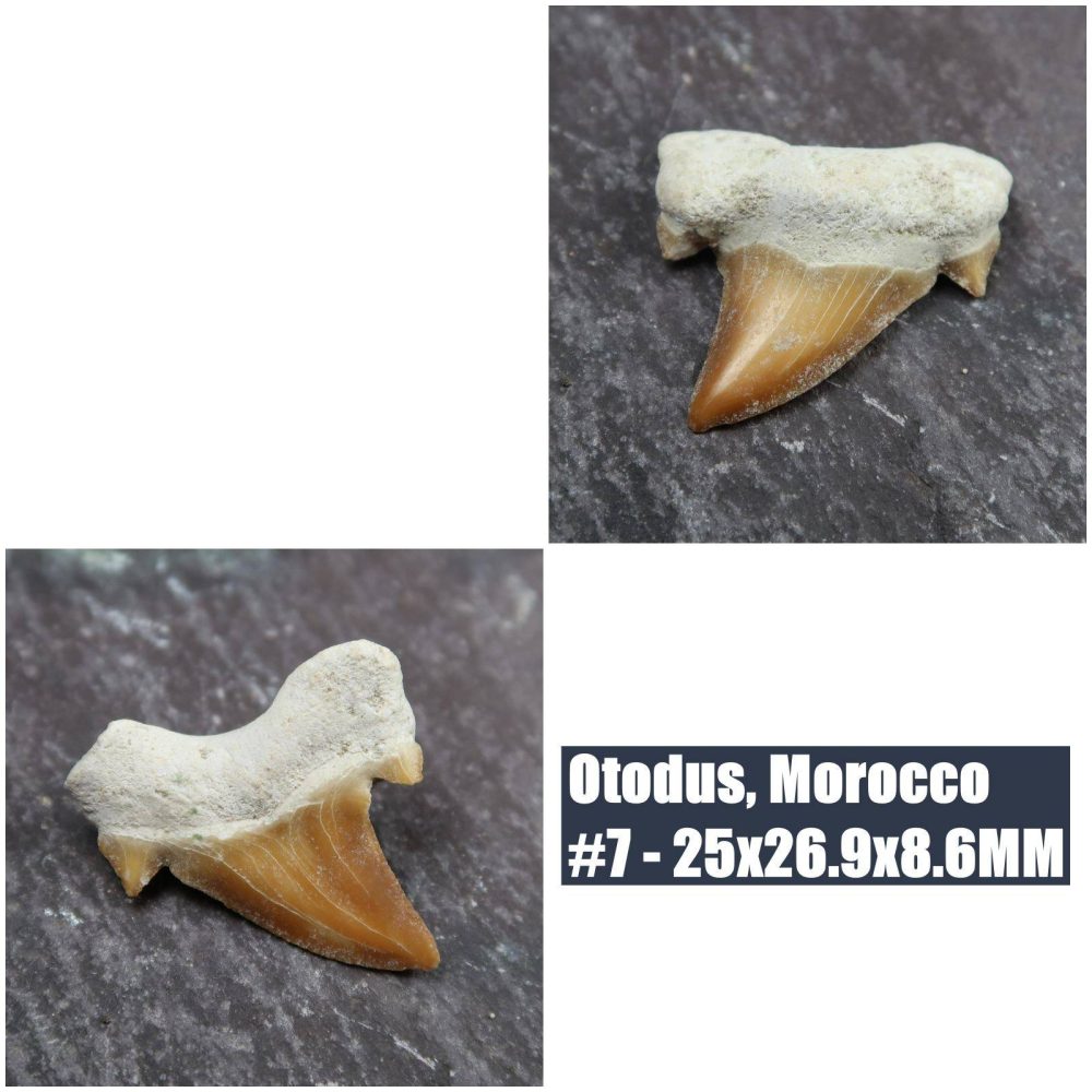 loose otodus sharks tooth fossils