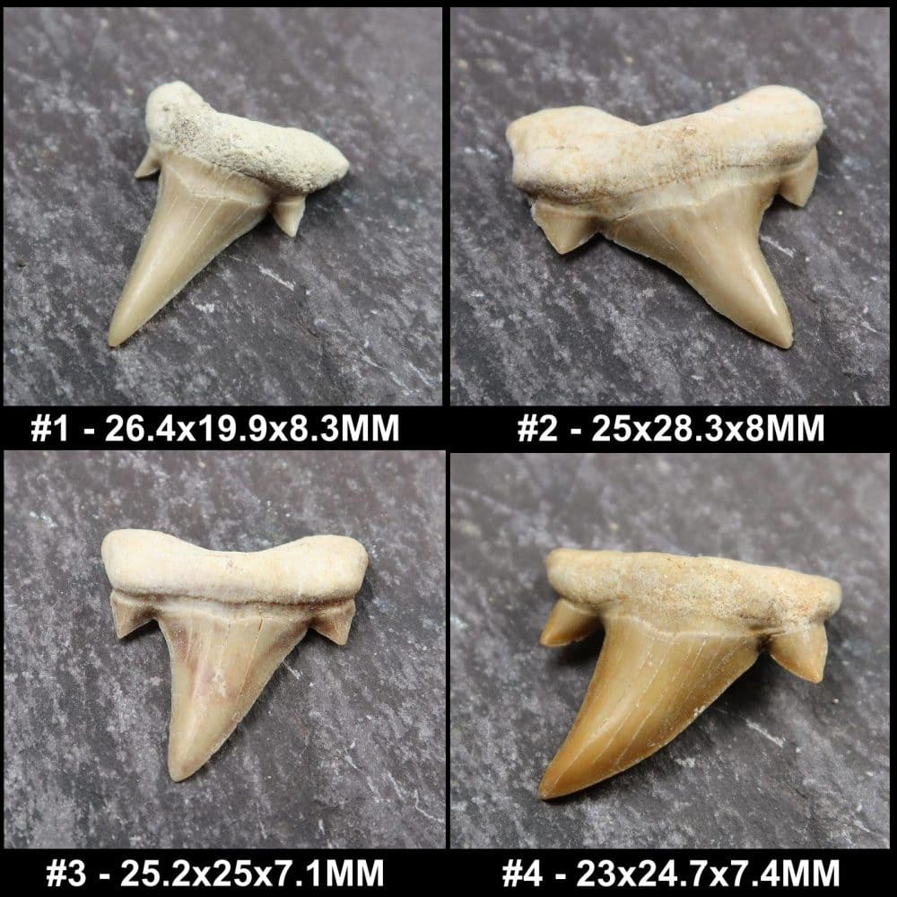 loose otodus sharks tooth fossils
