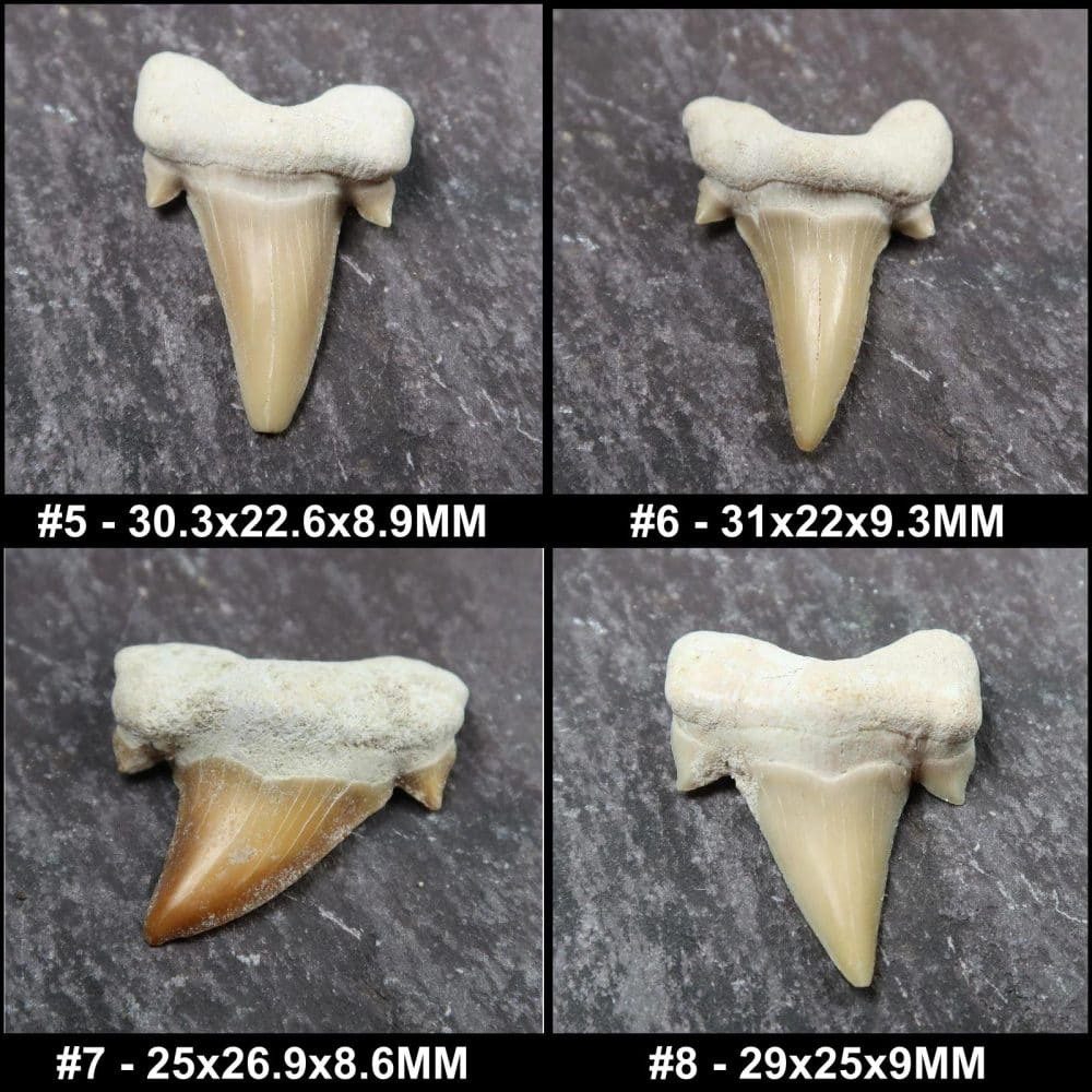 loose otodus sharks tooth fossils
