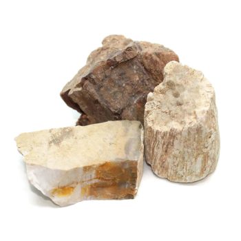 Fossil Petrified Wood Pieces