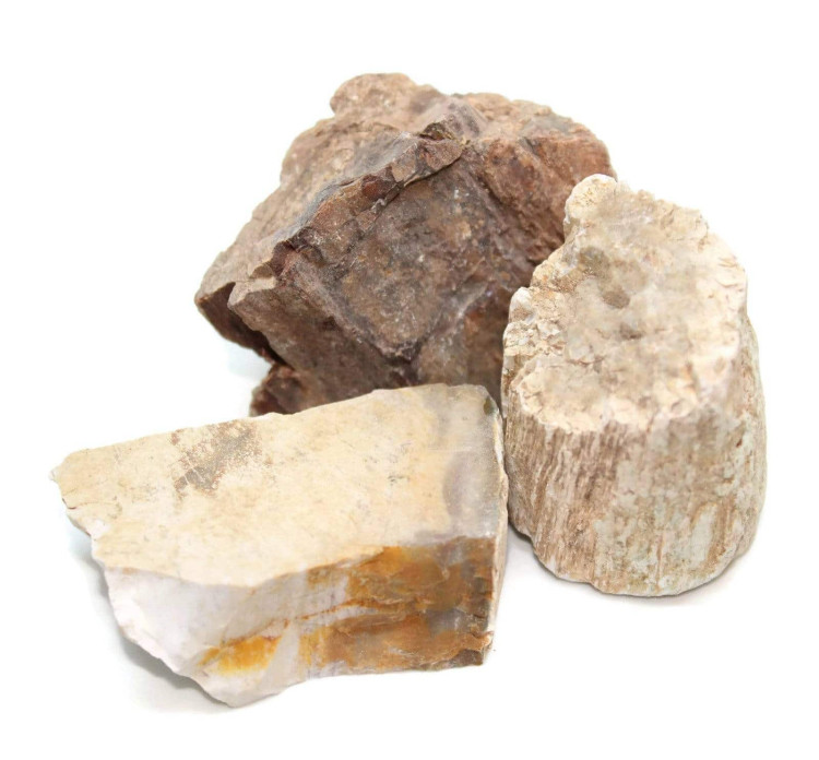 Petrified Wood Chunks Buy Petrified Wood Chunks Online UK Fossils