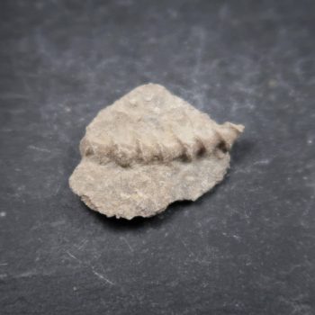 Bryozoan Archimedes Helix fossils