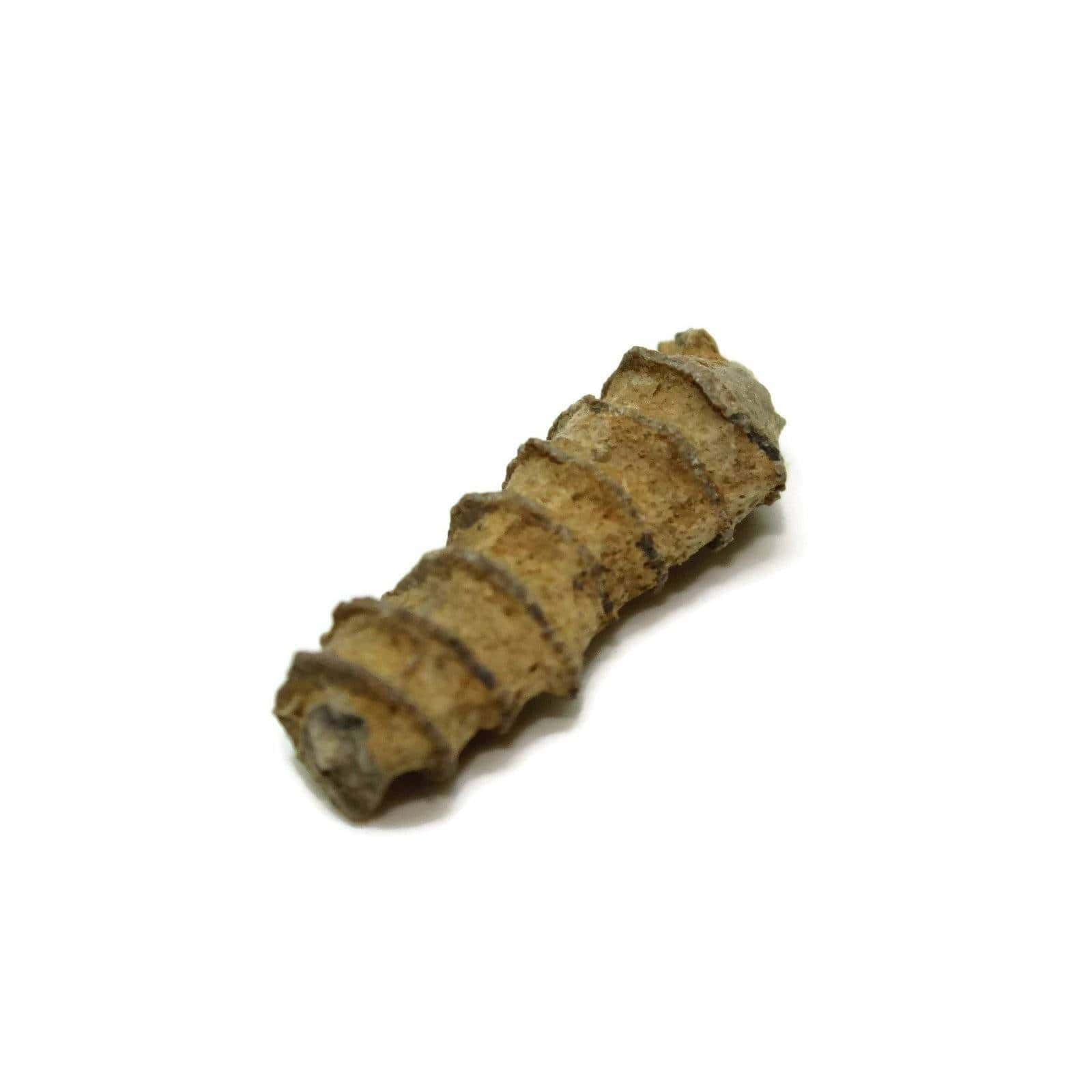 Bryozoan Helix Fossils Albion Fire and Ice UK Fossil Supplier