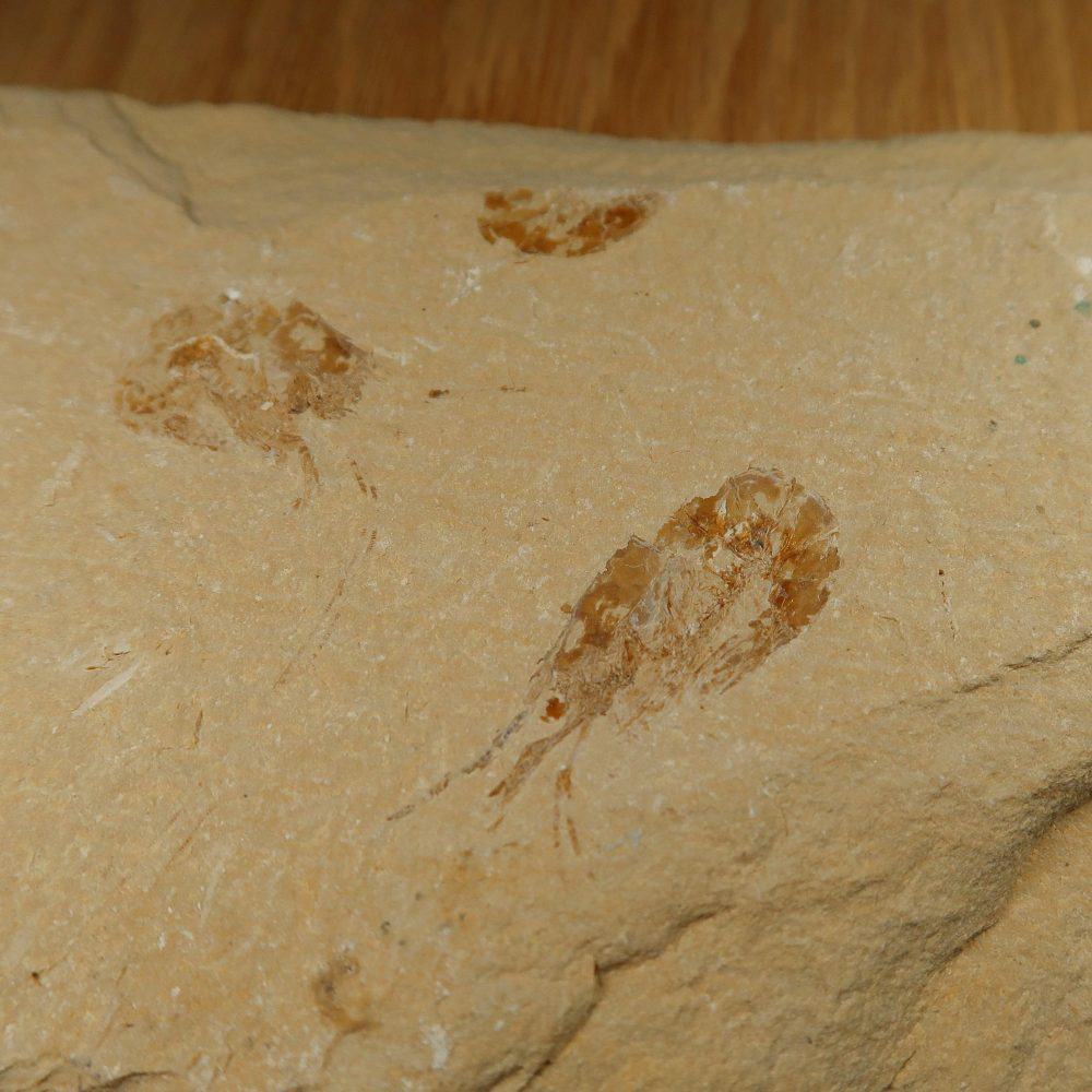 shrimp fossil carpopenaeus