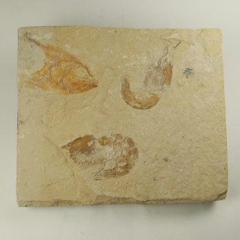 Category for our crustacean fossils for sale in the UK.