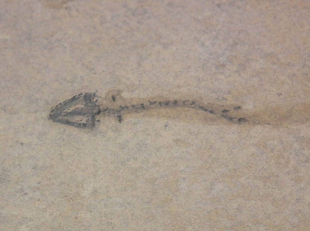 Fossil Branchiosaurus Amphibian Specimens