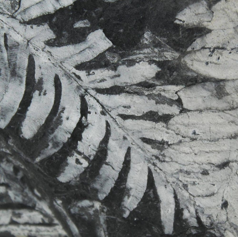 Fossilised Fern Specimens from Mazon Creek, USA