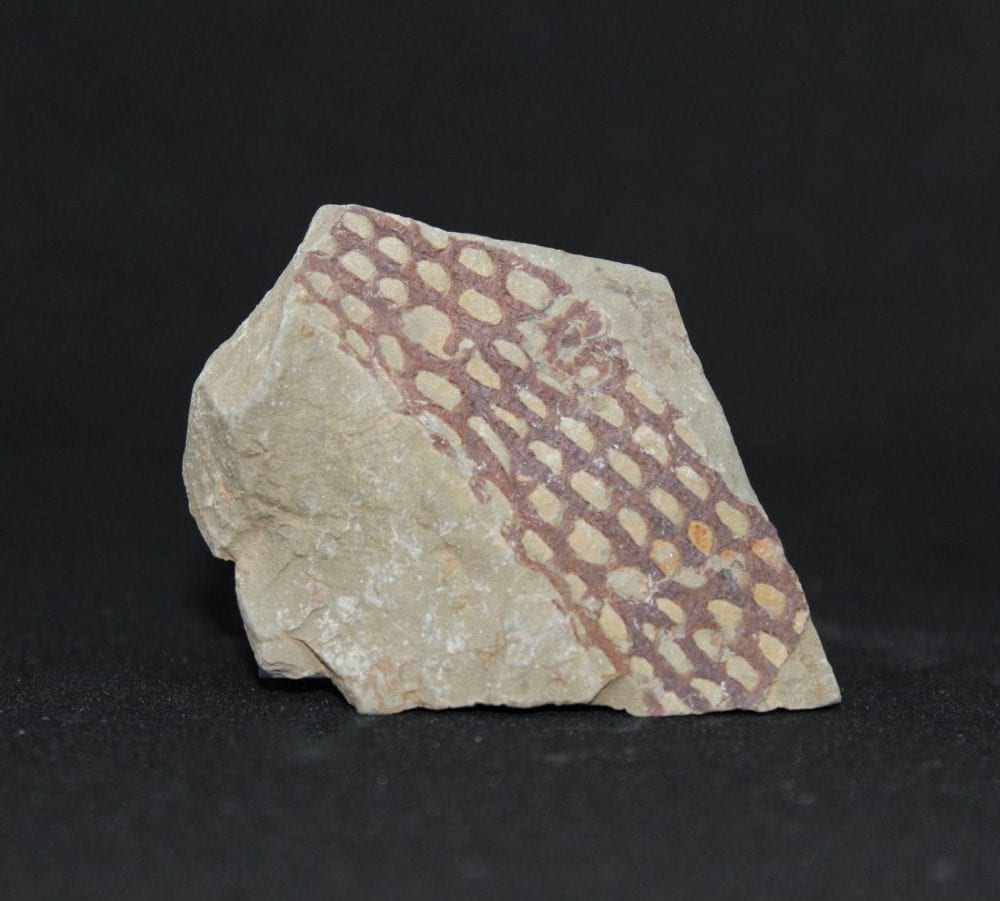 Graptolite Fossils