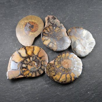 Hematite Filled Ammonites From Morocco (1)
