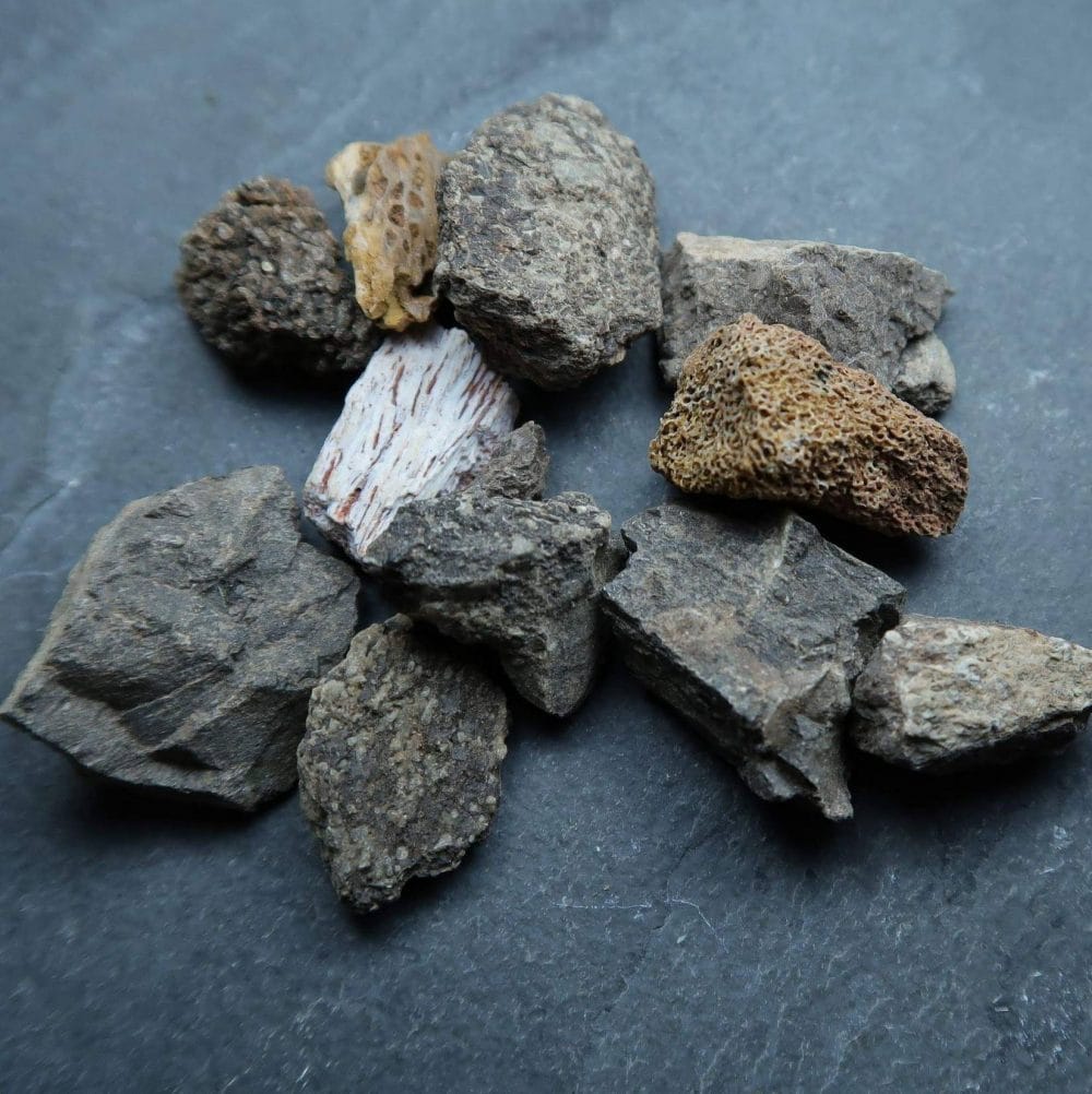 dinosaur bone fragments (unidentified)