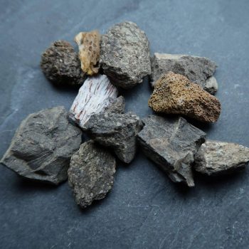 dinosaur bone fragments (unidentified)