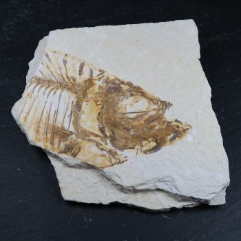Fish Fossils for sale in the UK