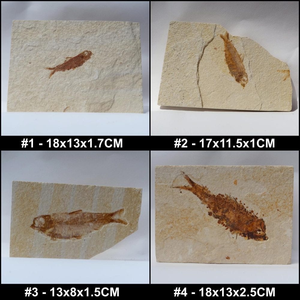 fossil knightia eocaena fish on matrix
