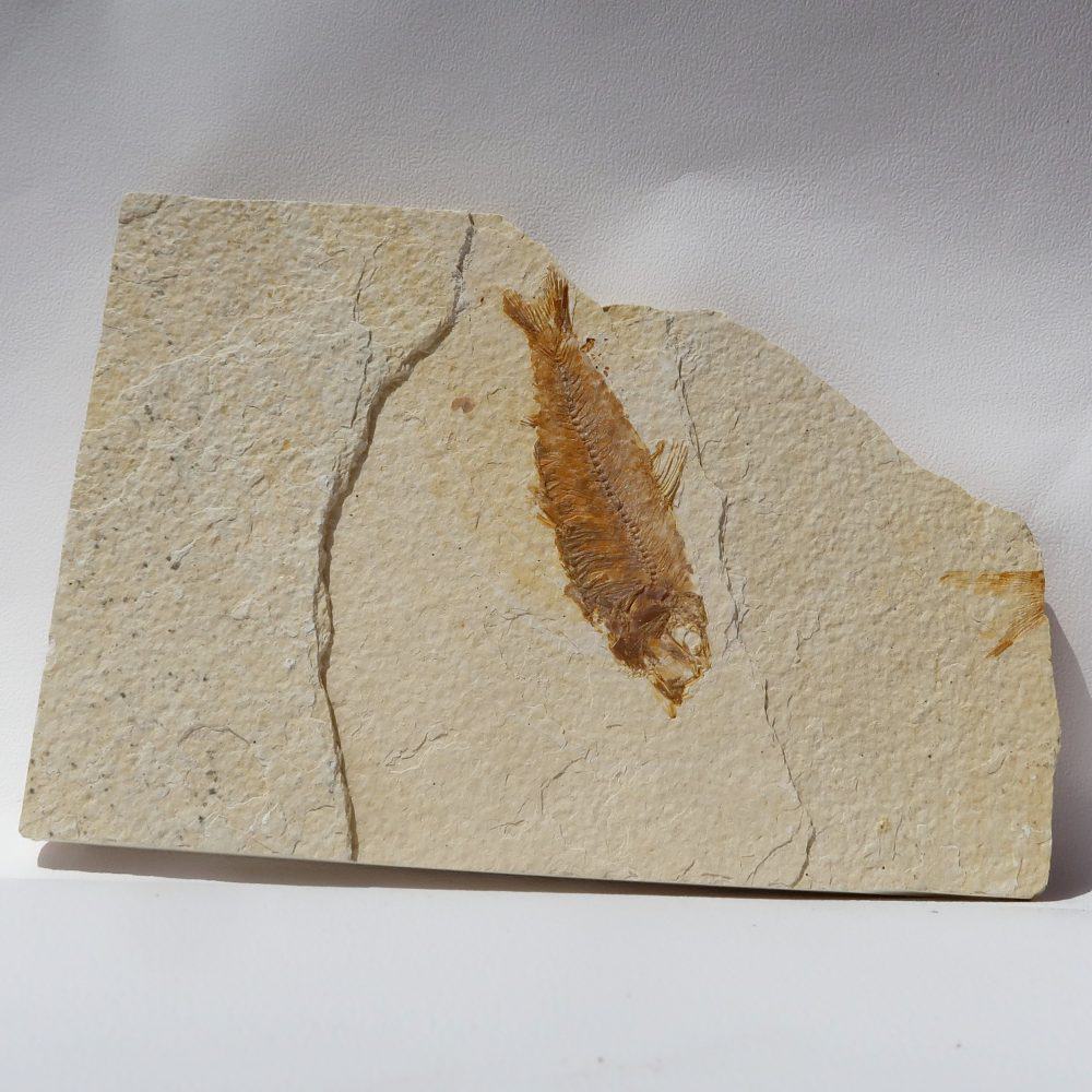 fossil knightia eocaena fish on matrix