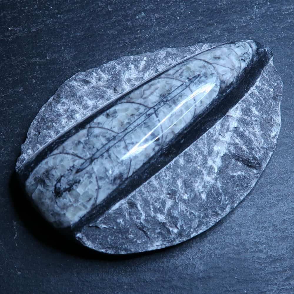 polished orthoceras fossil on matrix from morocco (1)