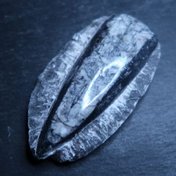 polished orthoceras fossil on matrix from morocco (3)