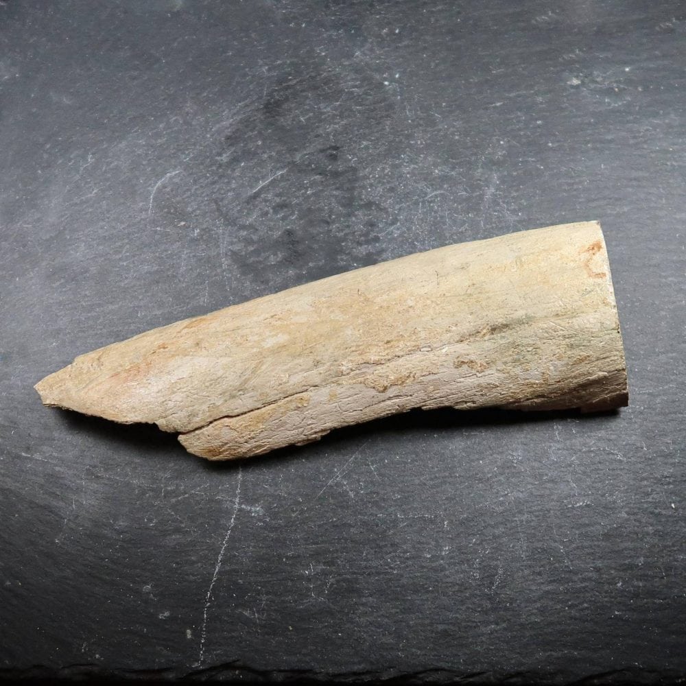 Woolly Mammoth Tusk Ivory Fossils (1)