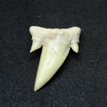 Ascheroni Fossil Sharks Teeth