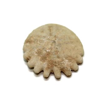 Echinoid Fossils for sale in the UK