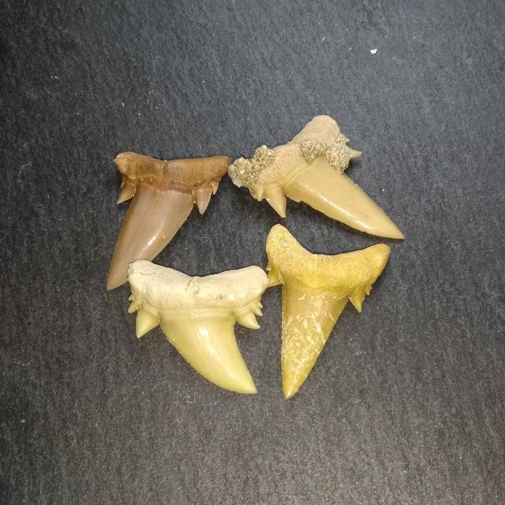 Aschersoni Sharks Teeth