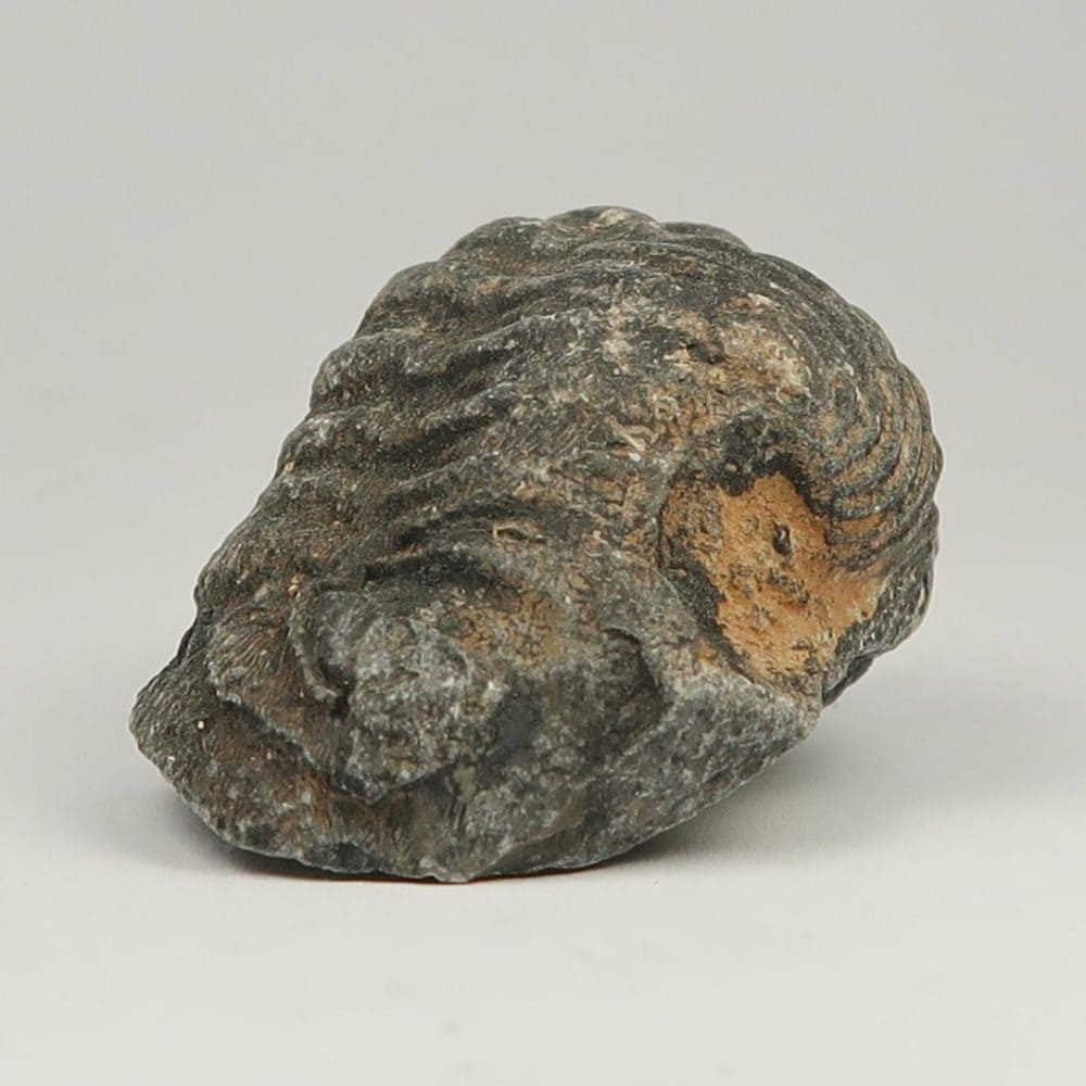 phacops trilobite enrolled