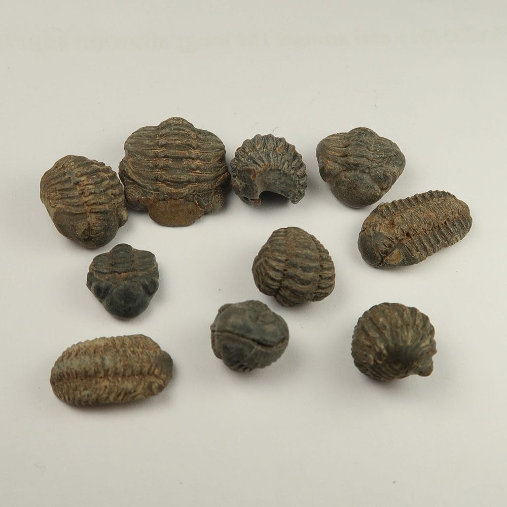 enrolled trilobite fossil specimens from morocco 3