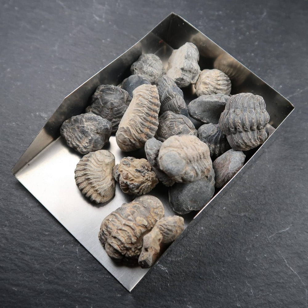 Enrolled Trilobite Fossils From Morocco (4)