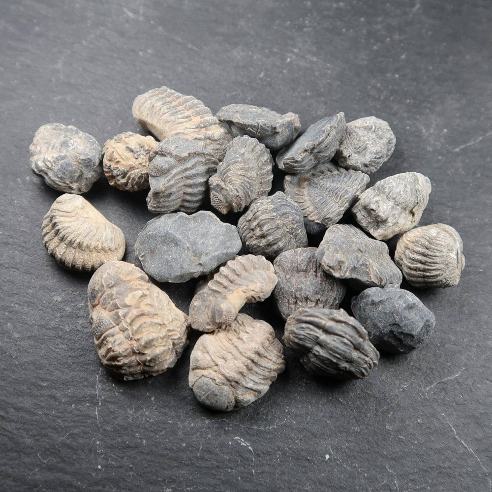 Enrolled Trilobite Fossils From Morocco (6)