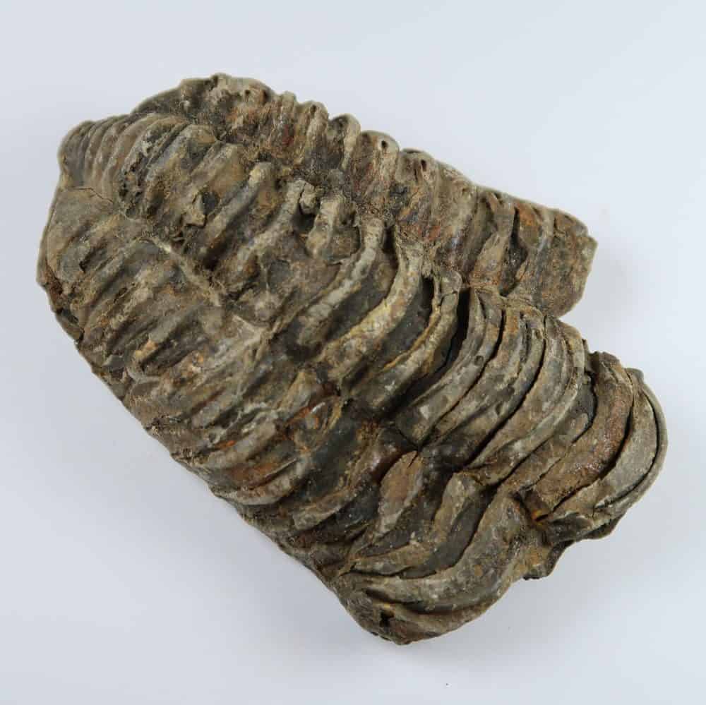 moroccan calymene trilobite fragments