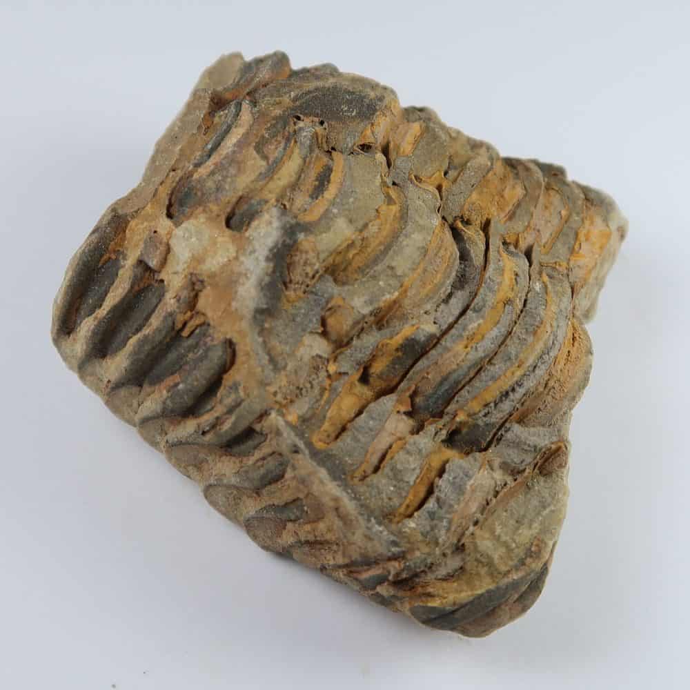 moroccan calymene trilobite fragments 2