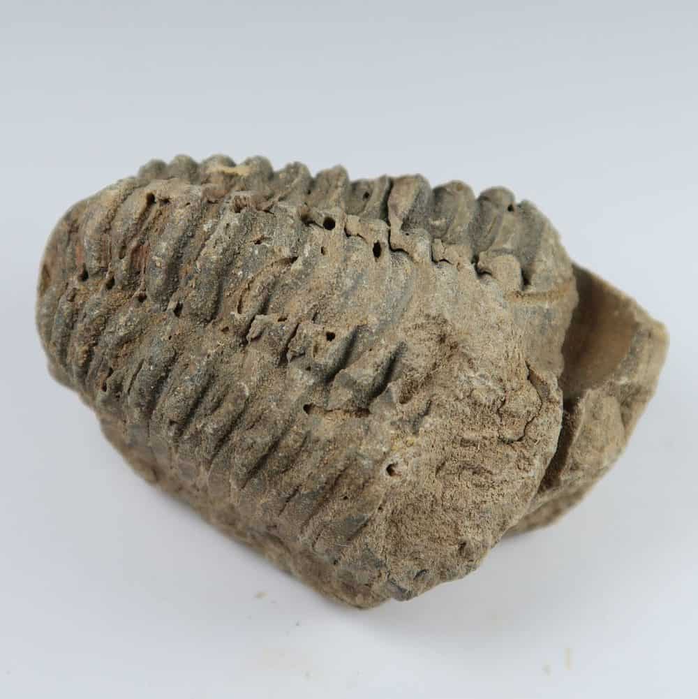 moroccan calymene trilobite fragments 3