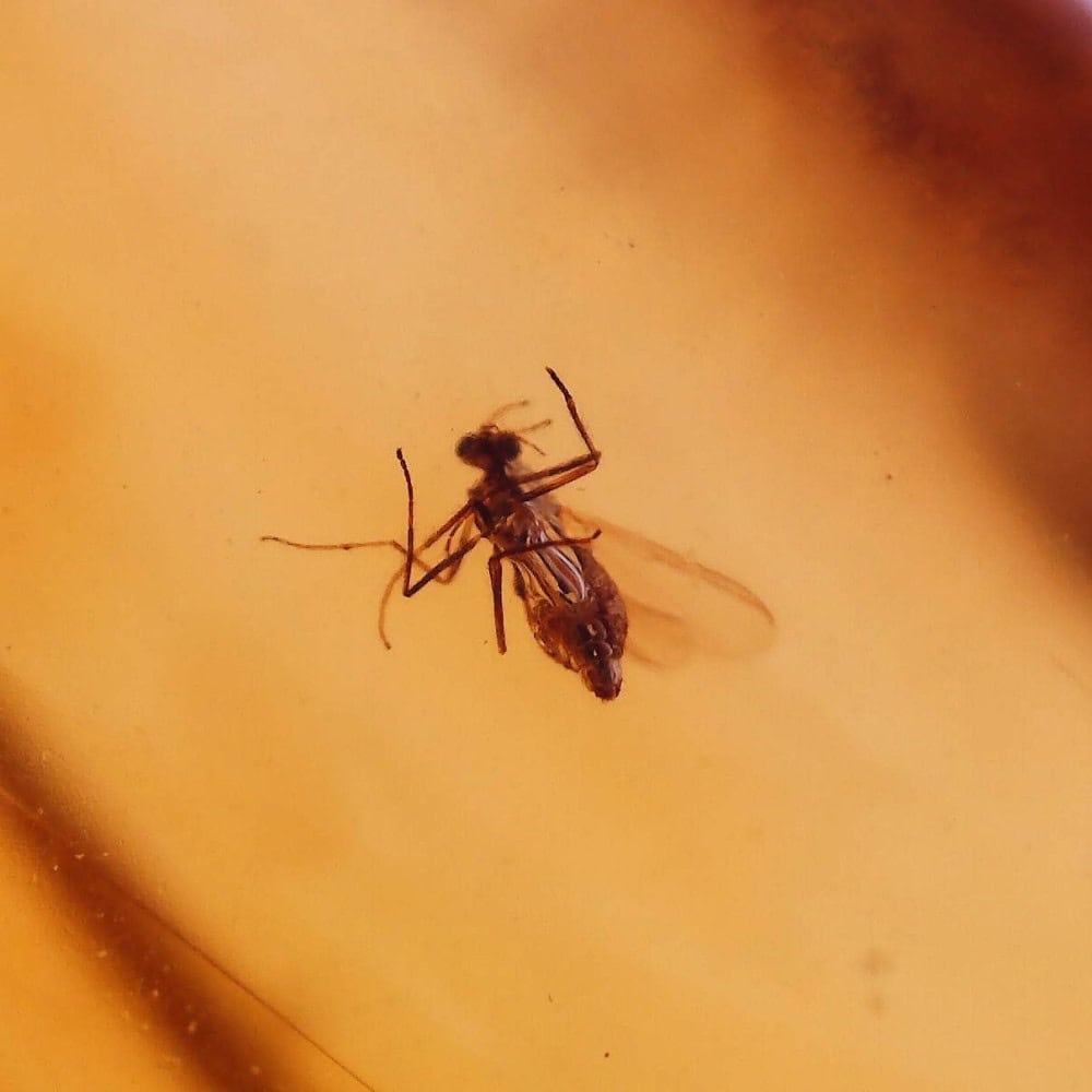 amber with insects (baltic)