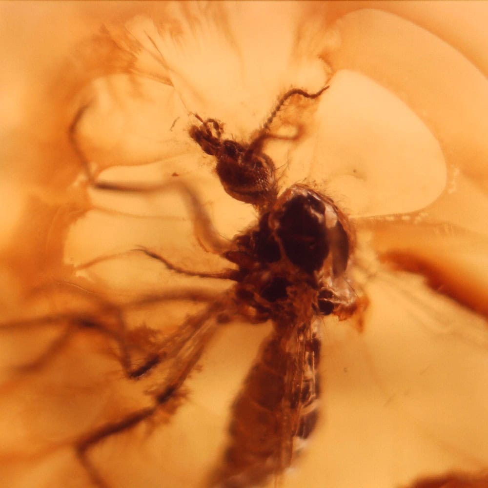 amber with insects (baltic)