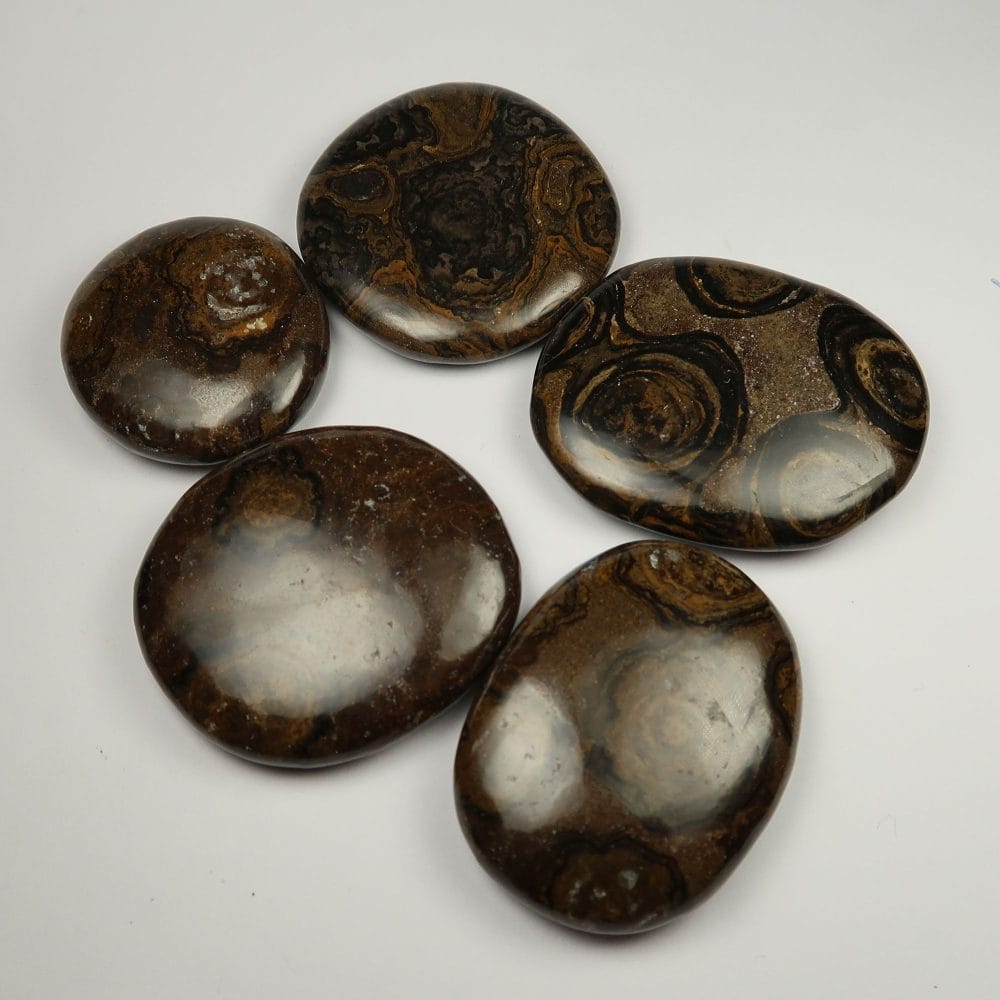 fossil stromatolite palmstones thumbstones 2