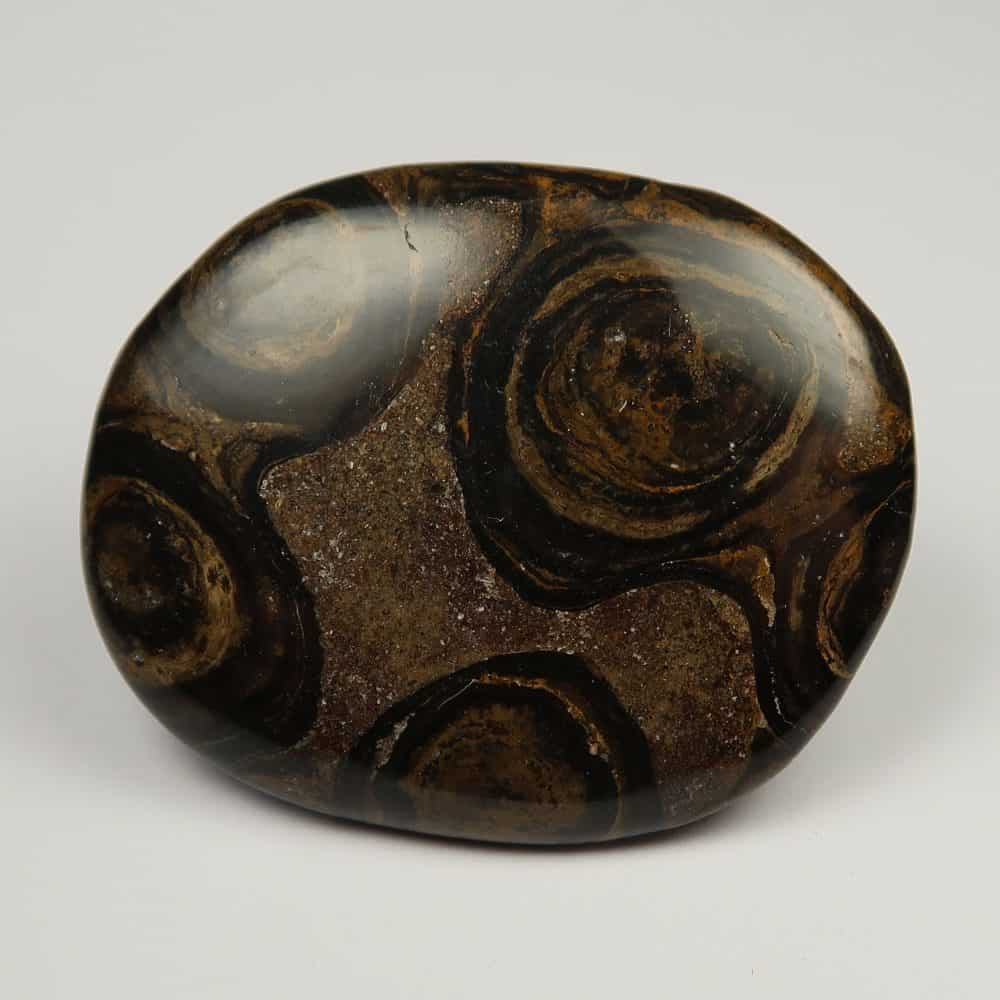 fossil stromatolite palmstones thumbstones 8
