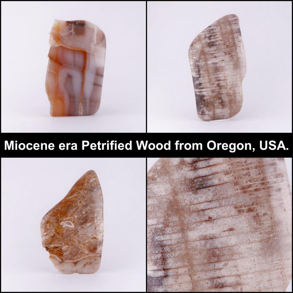 petrified wood polished slices