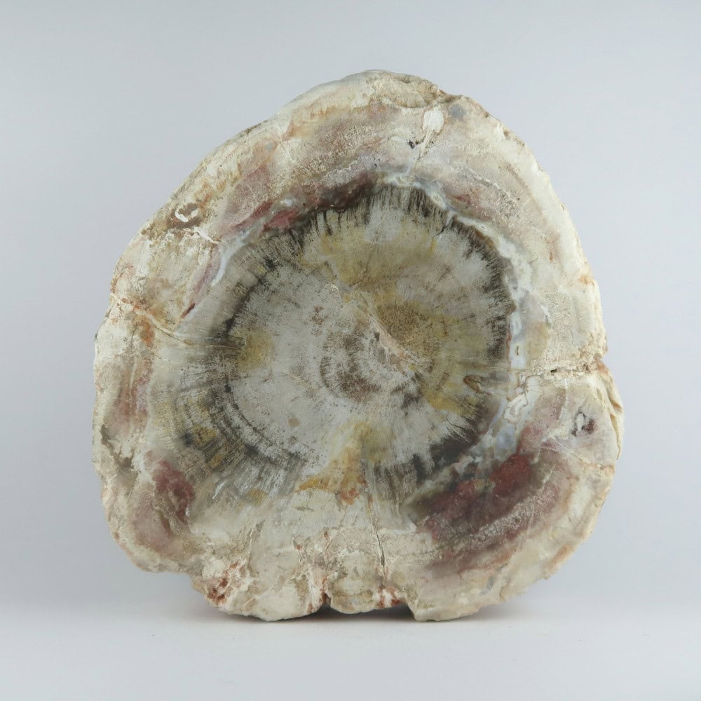 petrified wood polished slices