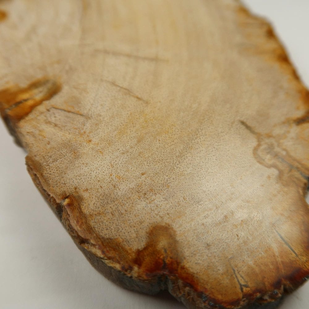 petrified wood polished slices