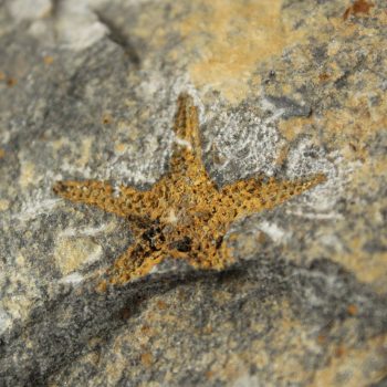 Starfish fossils