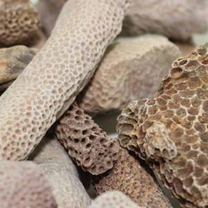 Bryozoan Fossils for sale in the UK