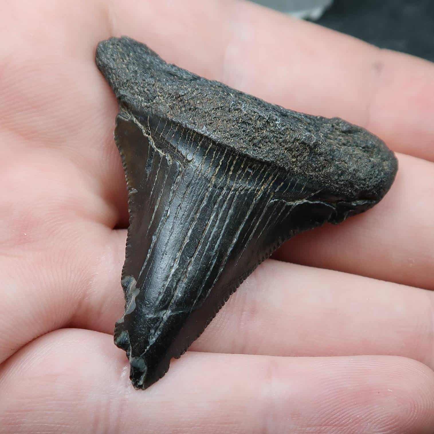 Fossil Carcharodon Megalodon Teeth Buy Fossil Shark Tooth Online UK